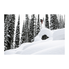 Gnu Wagyu 2026 - 7B Boardshop
